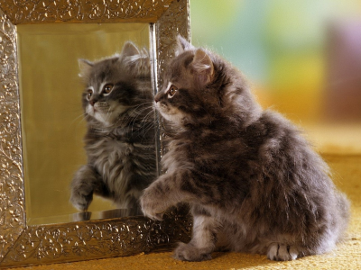 котёнок, маленький, сидит у зеркала