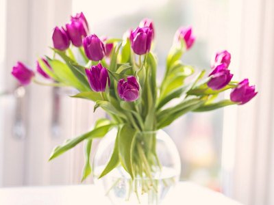 тюльпаны, цветы, стоят в вазе