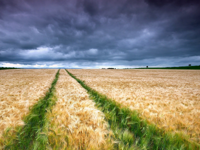 поле пшеничное, небо, облака