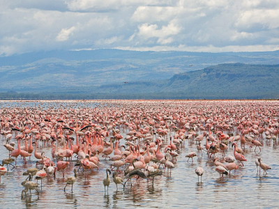 фламинго розовые, озеро
