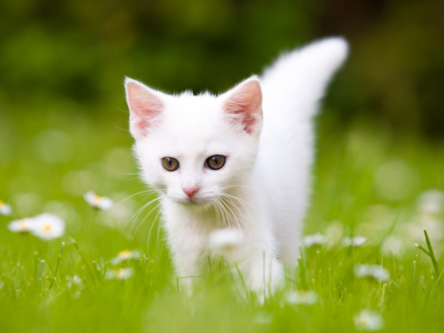 котёнок, маленький, белый, на траве