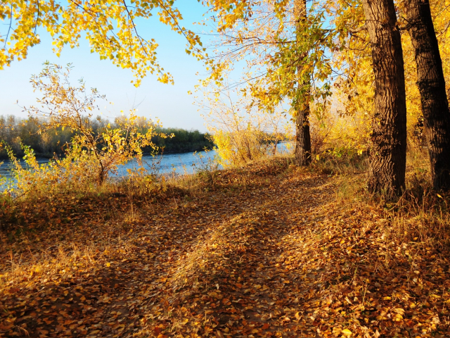 лес, дорога, река