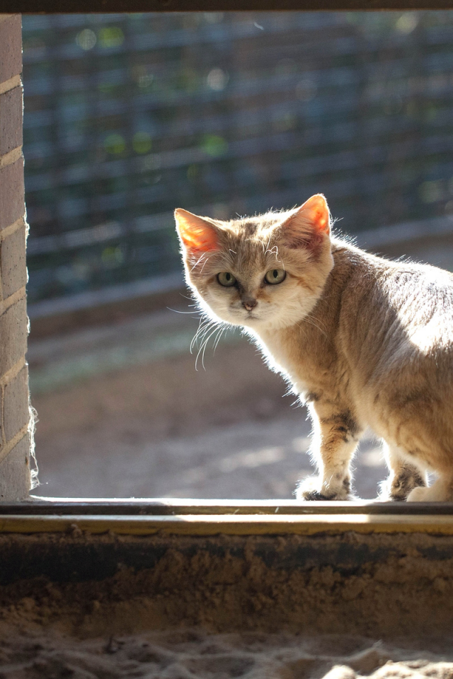 котёнок, маленький, животное