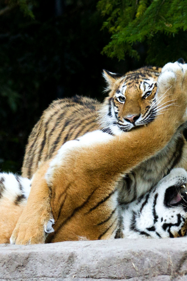 тигры, игра, хищники