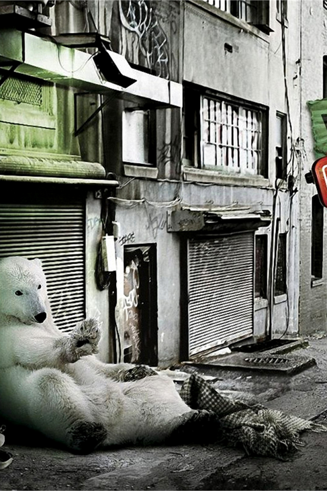 медведь, белый, лежит на улице