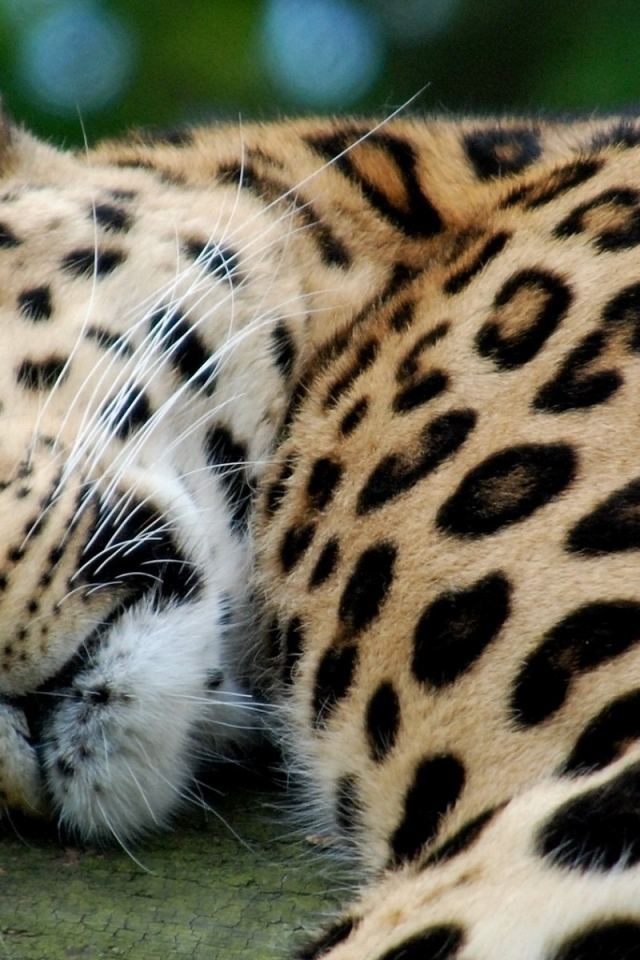 леопард, хищник, спит
