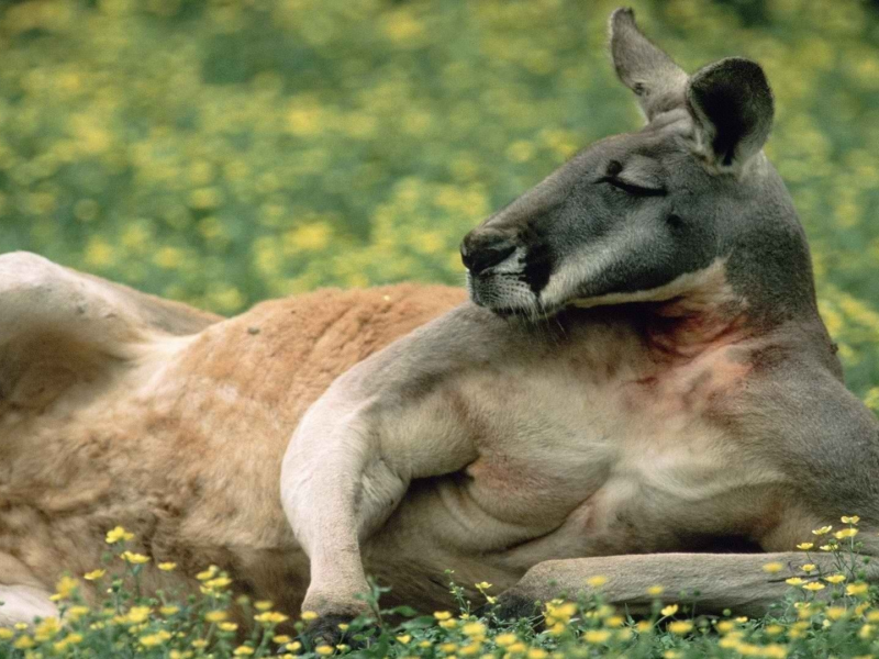 кенгуру, лежит