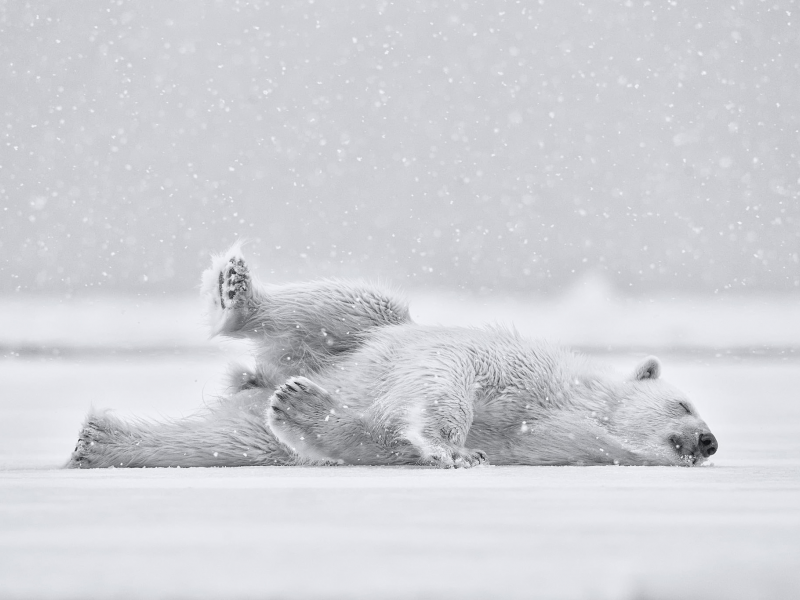 белый медведь, животные, снег