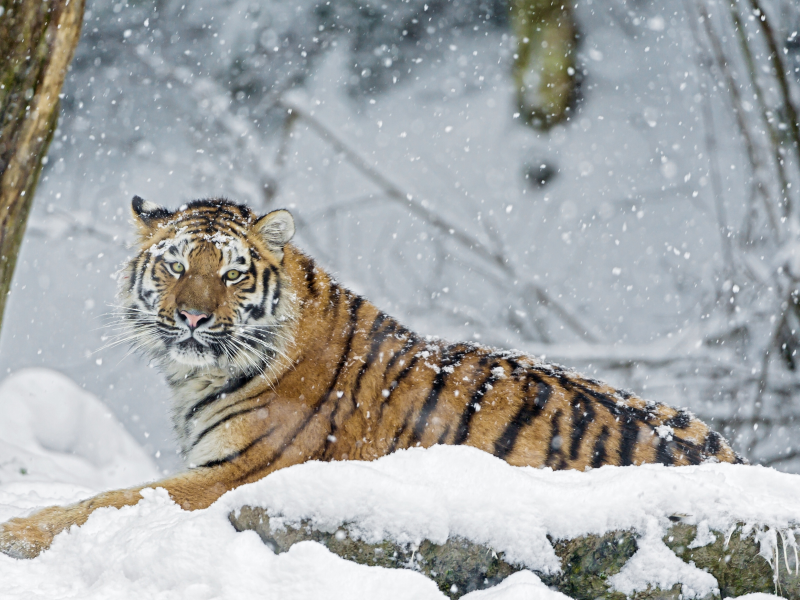 тигр, животные, кошки, снег