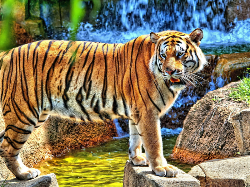 тигр, хищник, взгляд