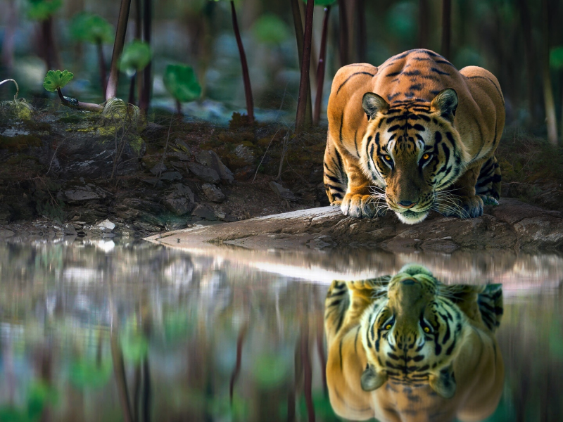 тигр, хищник, лес, река, отражение