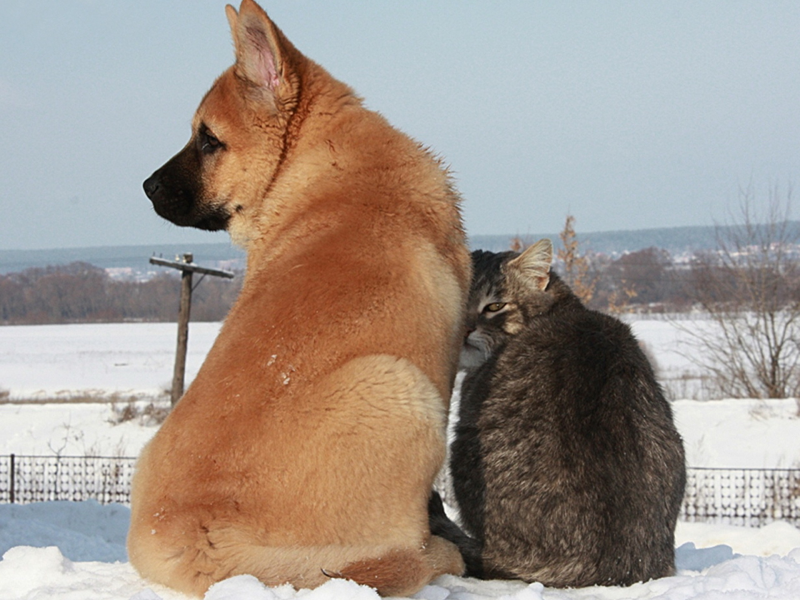 собака, кот, снег
