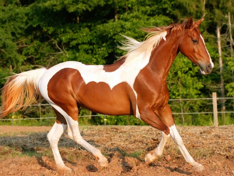 лошадь, животное
