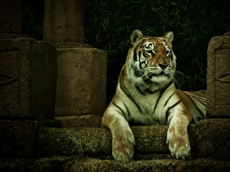 тигр, хищник
