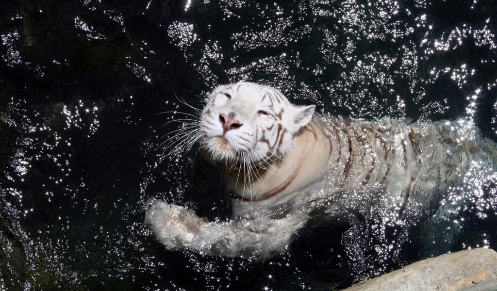 тигр, хищник, в воде