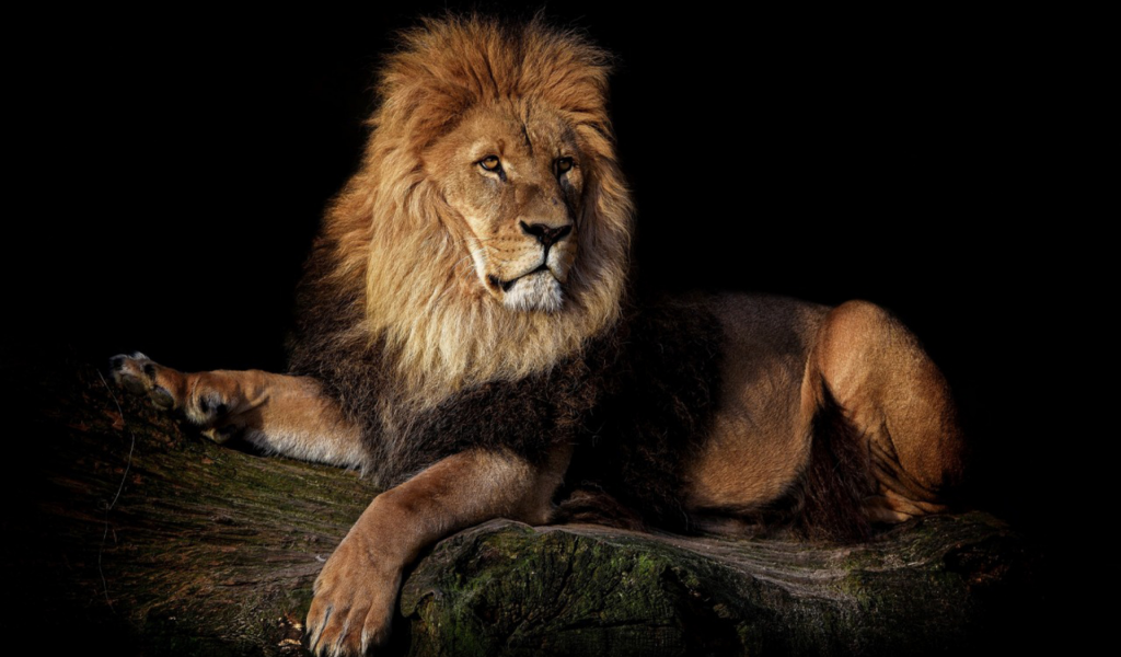 лев, хищник