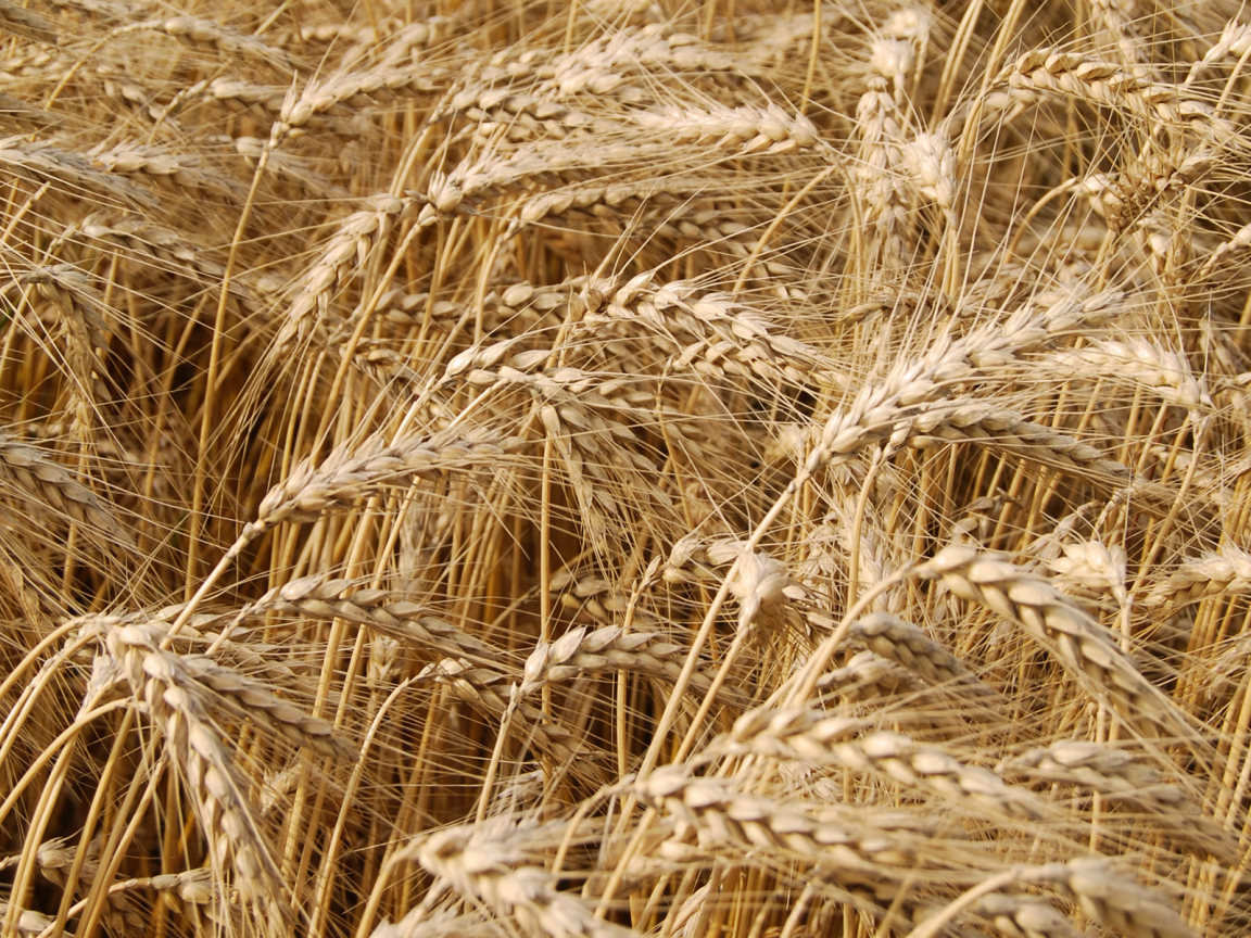 природа, пшеница, поле