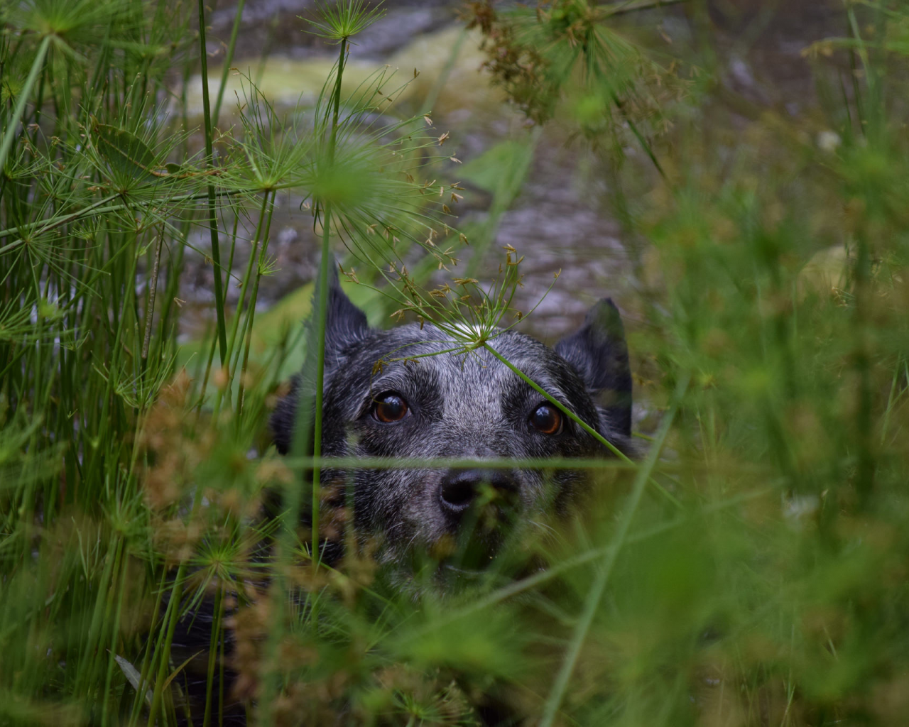 собака, взгляд, трава