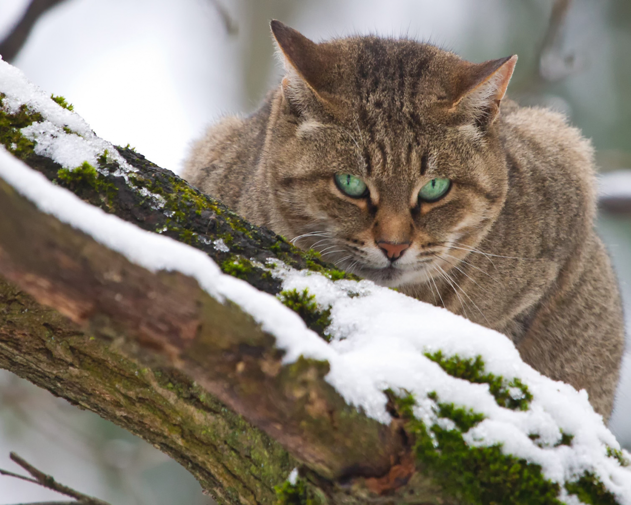 кот, сидит на дереве