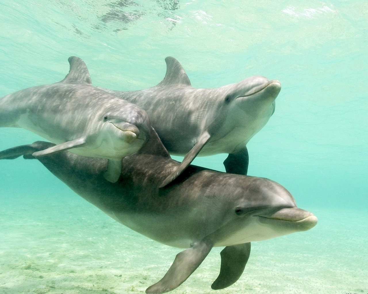 подводный мир, дельфины