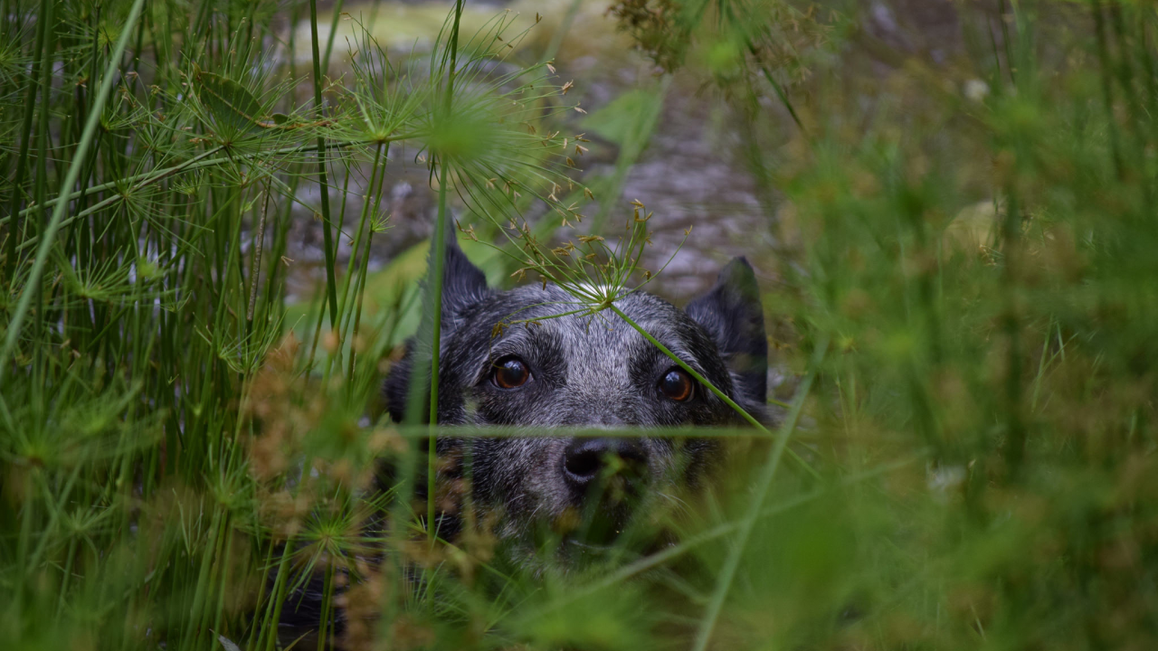 собака, взгляд, трава