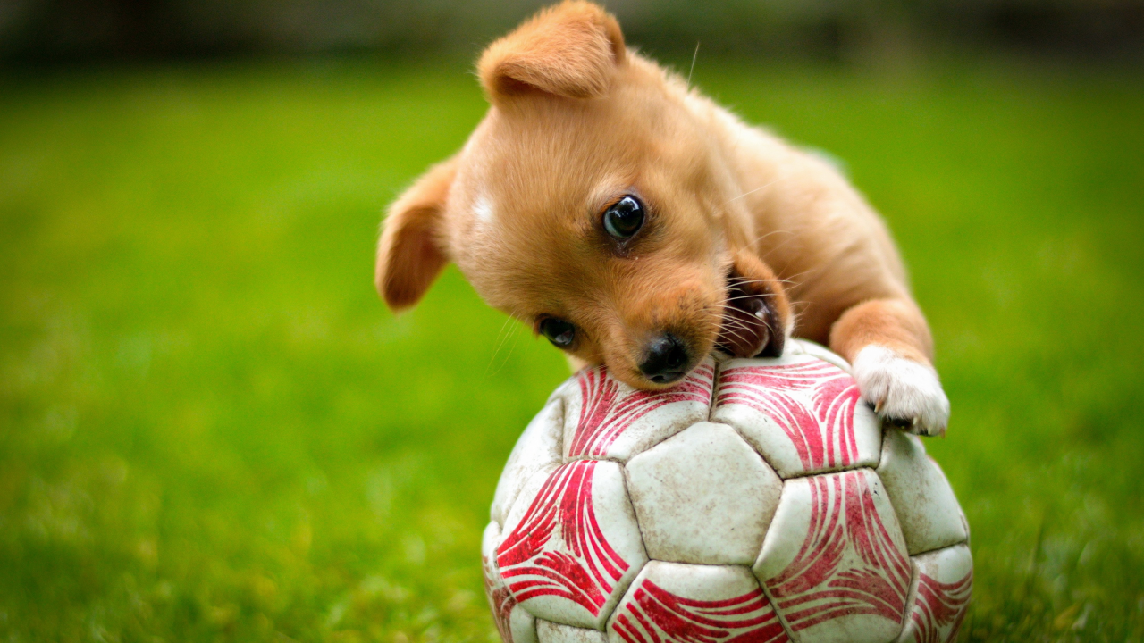 щенок, мяч, трава