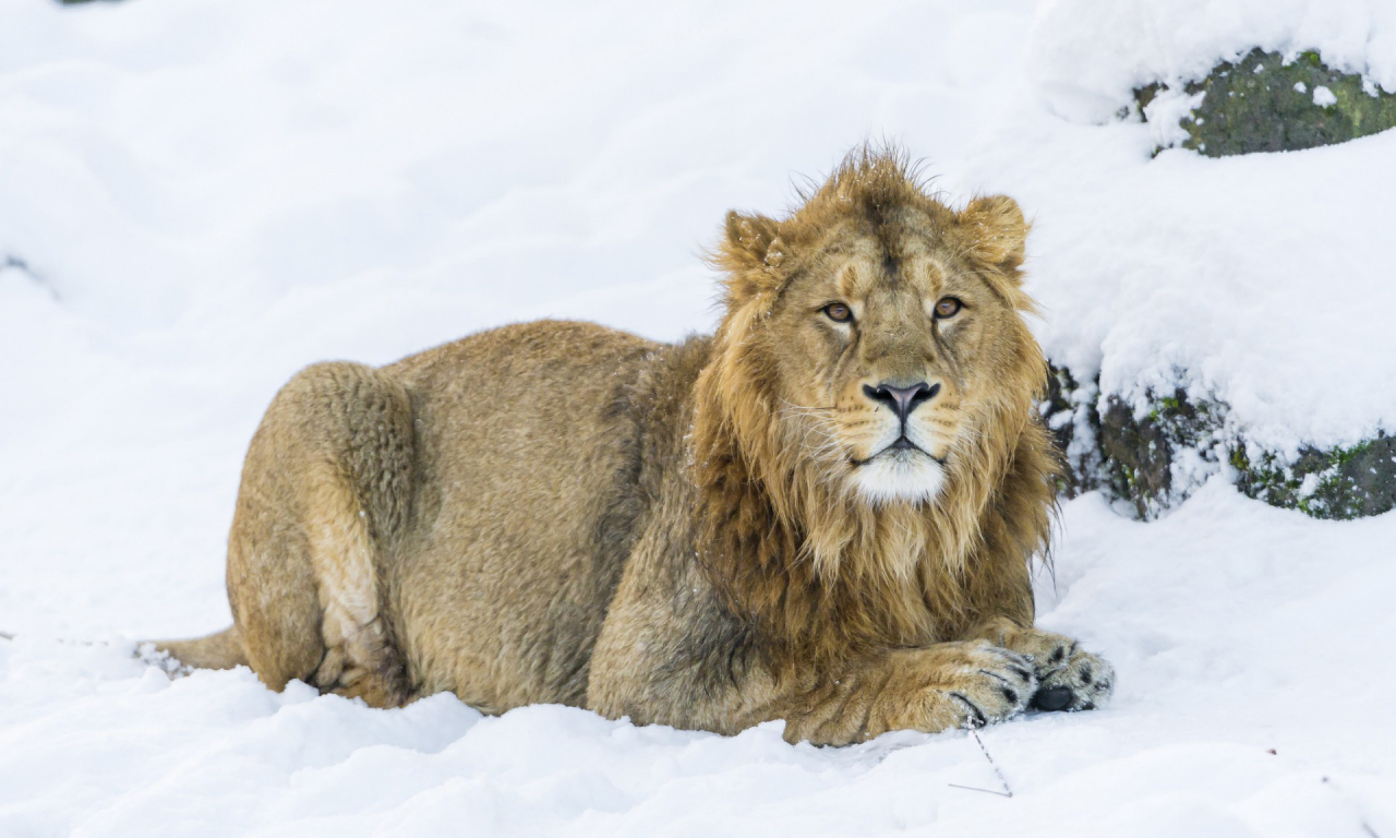 лев, хищник, снег