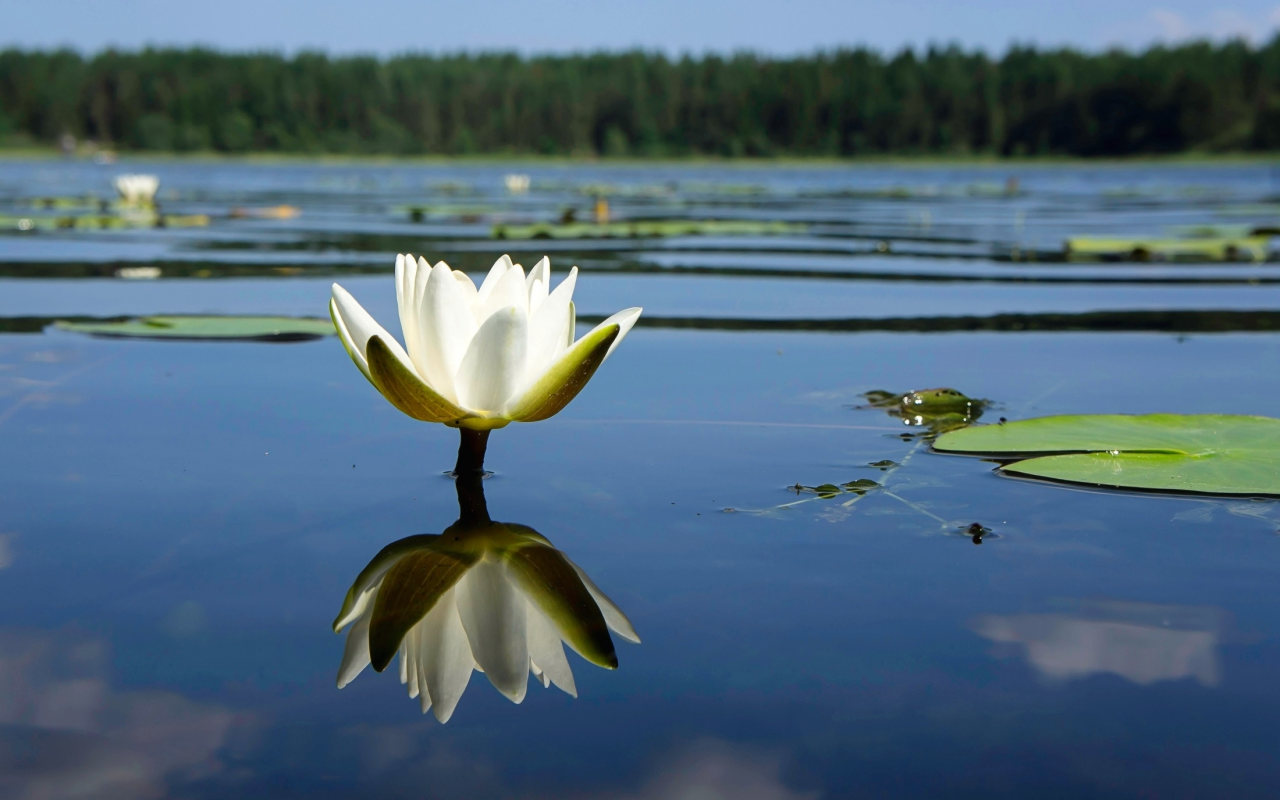 лилия, цветок, фон