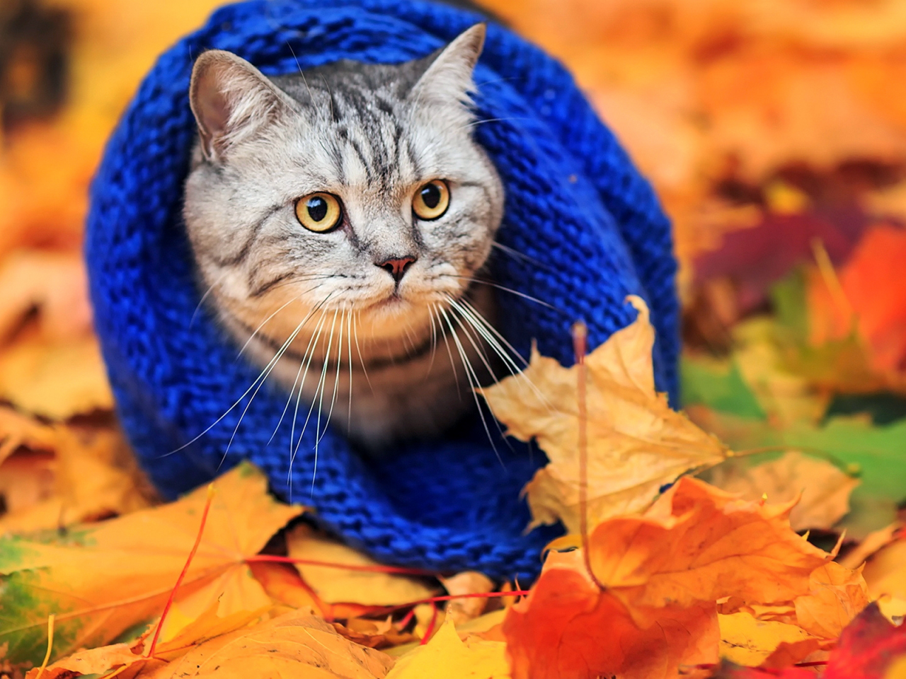 кот, листья, осень