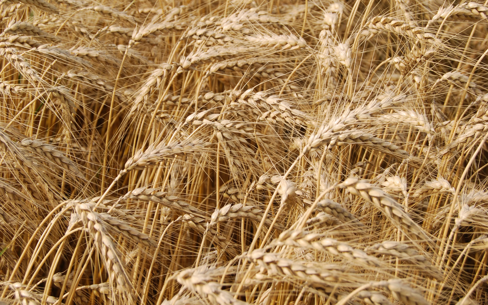 природа, пшеница, поле