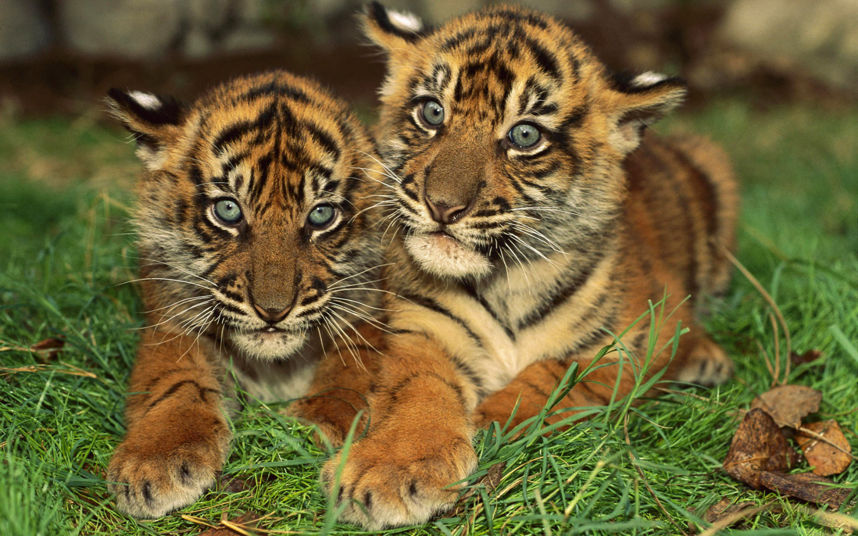 тигрята, маленькие