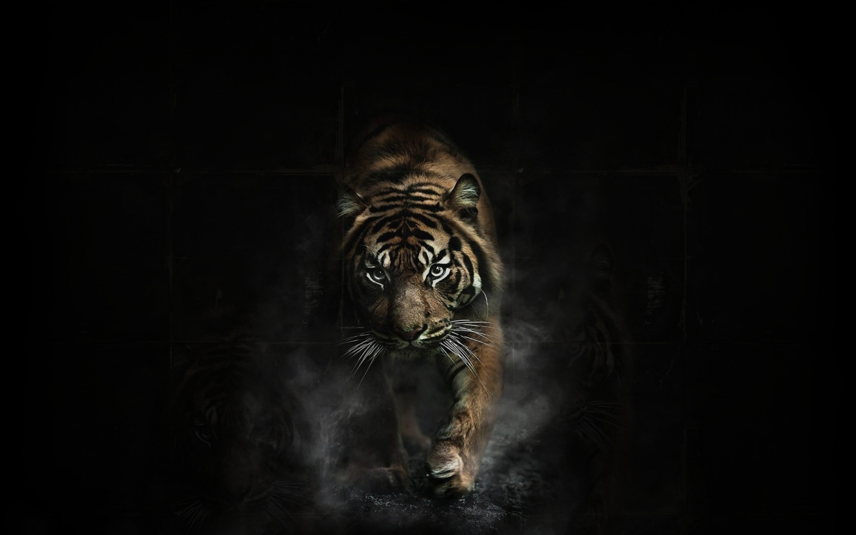 тигр, хищник, большая кошка