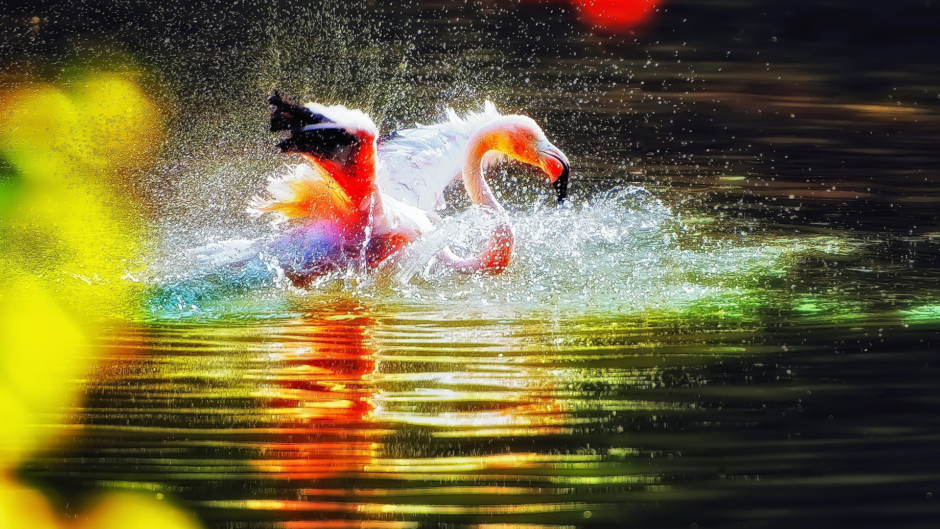 flamingo, water, colorful