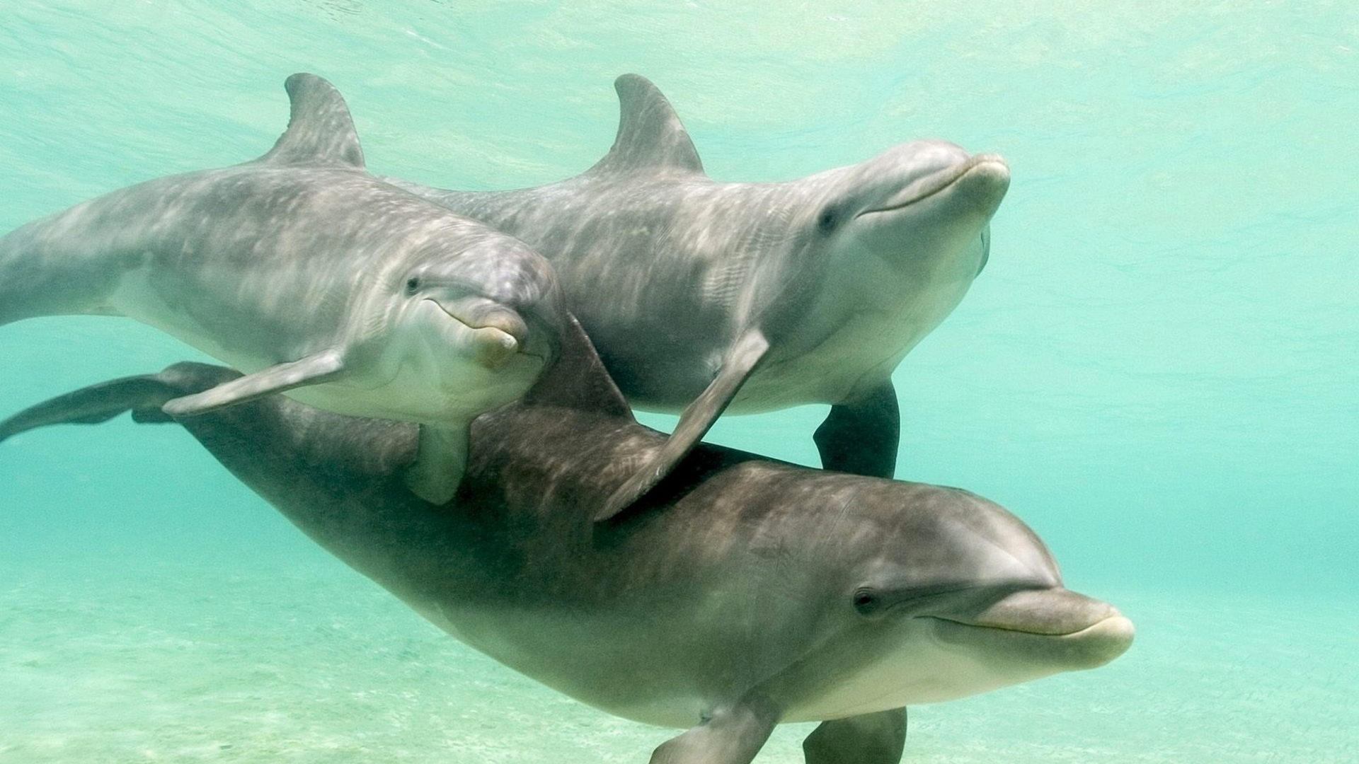 подводный мир, дельфины