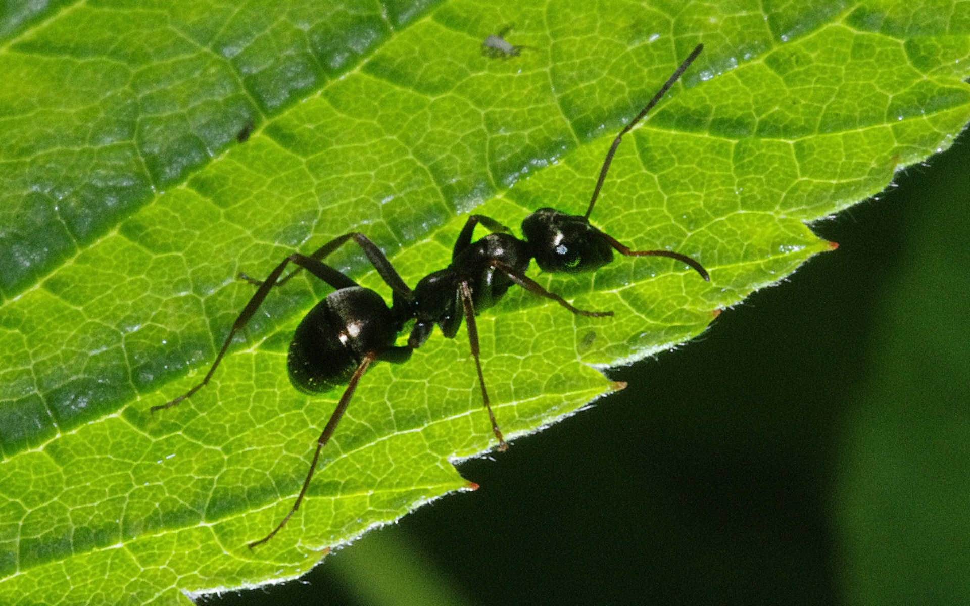 муравей, лист