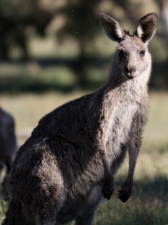 кенгуру, австралия