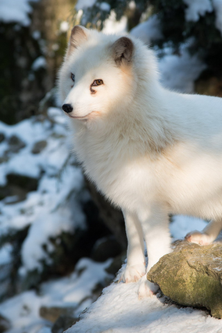 лиса полярная, животное