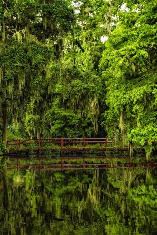 озеро, мост, деревья