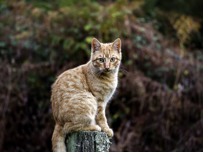 котёнок, взгляд, усы