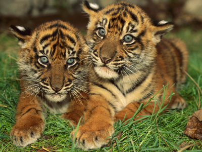 тигрята, маленькие