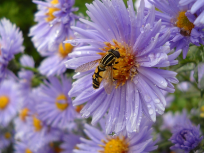 цветы, пчела, опыление