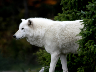 волк полярный, животное