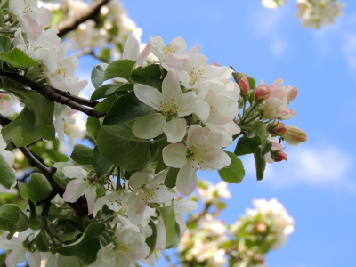 цветы на дереве, весна