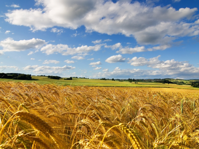 поле, пшеница, лето, небо, облака