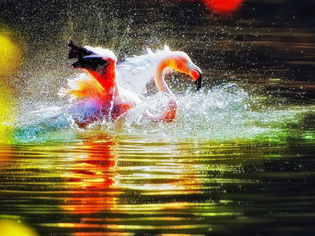 flamingo, water, colorful