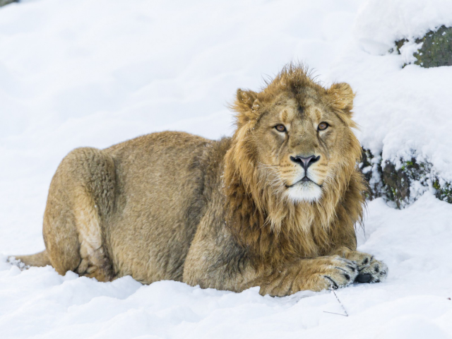 лев, хищник, снег