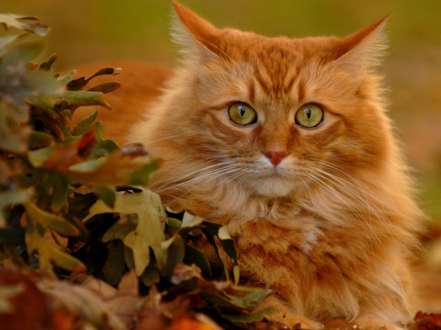 кот рыжий, взгляд, листья, осень