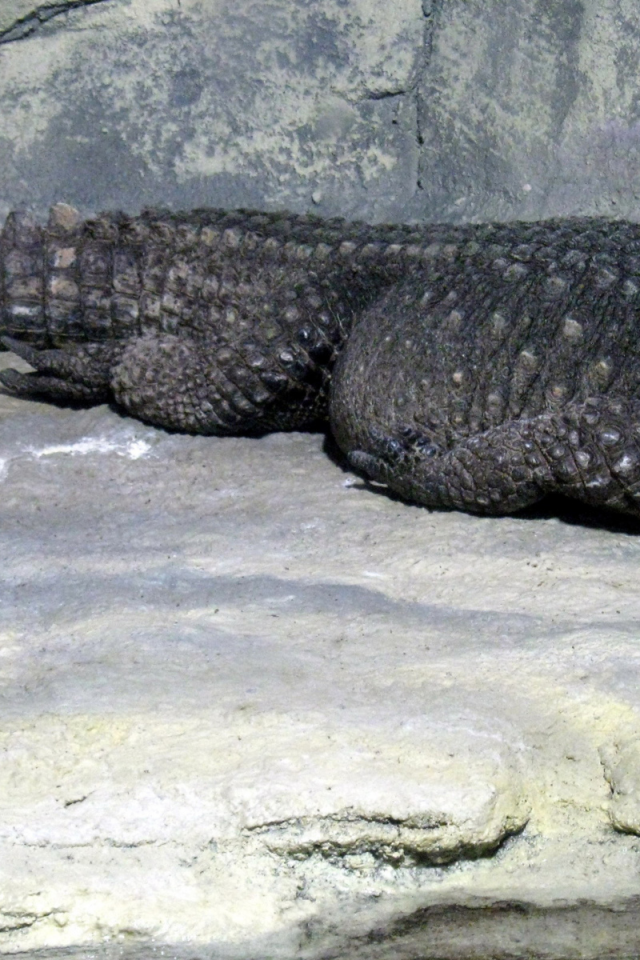 крокодил, животное