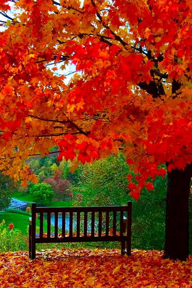 парк, деревья, осень, листопад