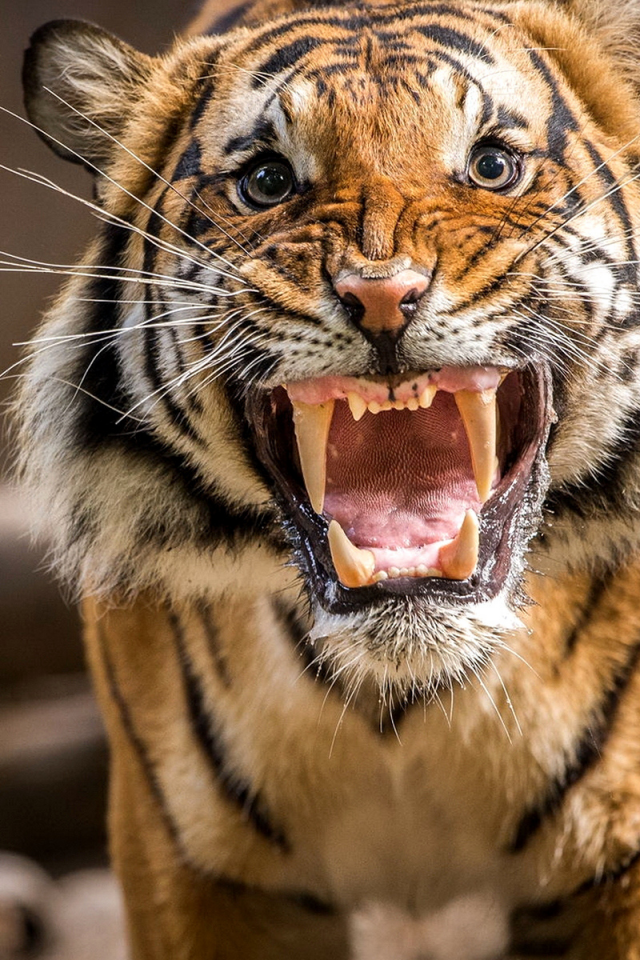 тигр, хищник, оскал